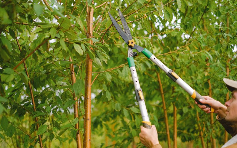 Tree trimming in Thida, AR