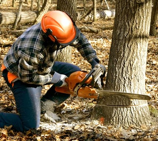 Tree Removal in Thida, AR